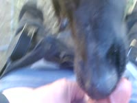 Dog licking a huge beastie gal cock